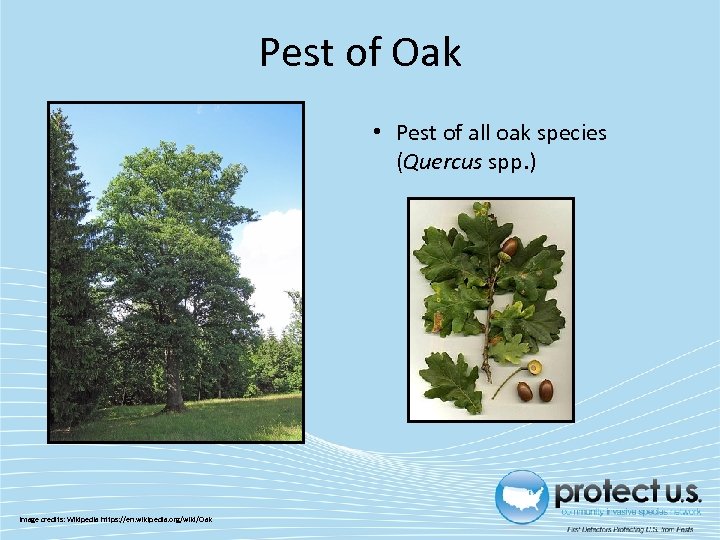 Pest of Oak • Pest of all oak species (Quercus spp. ) Image credits:
