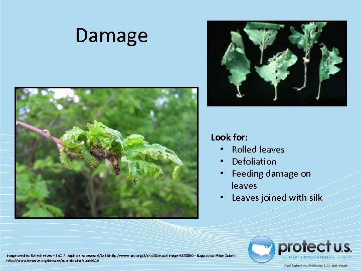 Damage Look for: • Rolled leaves • Defoliation • Feeding damage on leaves •