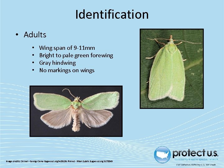 Identification • Adults • • Wing span of 9 -11 mm Bright to pale