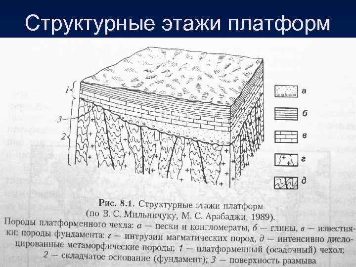 Структурные элементы коры