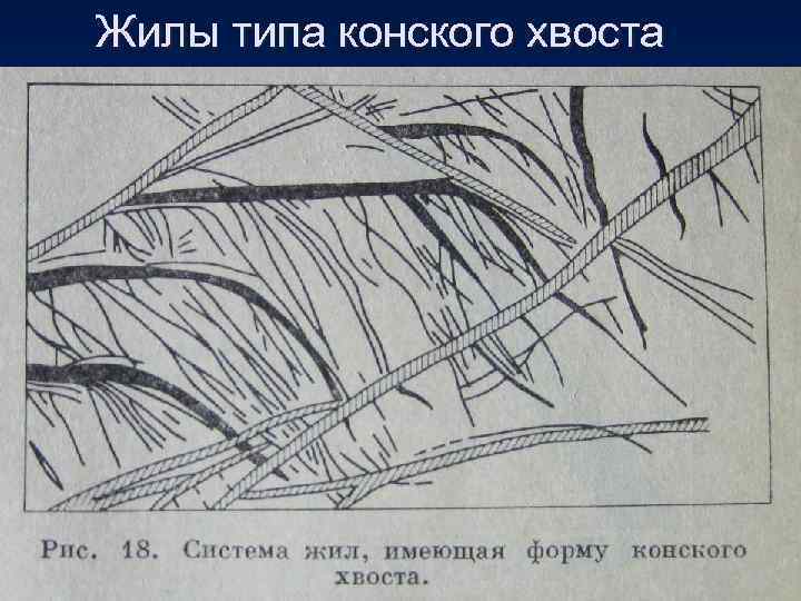 Жилы типа конского хвоста 