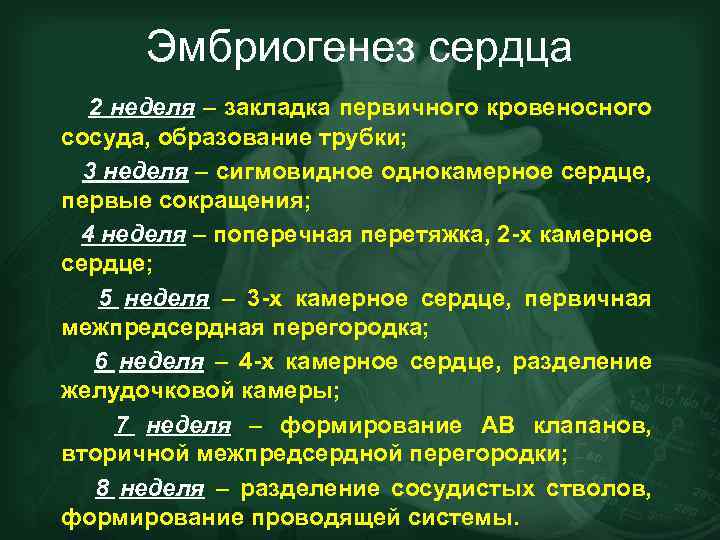 Эмбриогенез сердца 2 неделя – закладка первичного кровеносного сосуда, образование трубки; 3 неделя –
