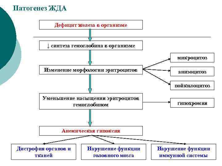 Патогенез ЖДА Дефицит железа в организме ↓ синтеза гемоглобина в организме микроцитоз Изменение морфологии
