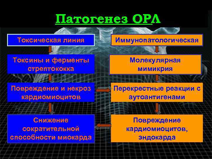 Патогенез ОРЛ Токсическая линия Иммунопатологическая Токсины и ферменты стрептококка Молекулярная мимикрия Повреждение и некроз