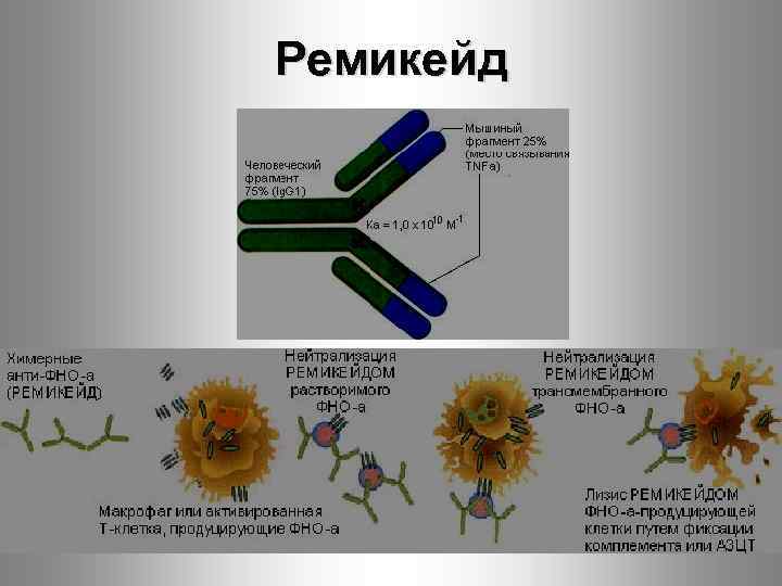 Ремикейд 