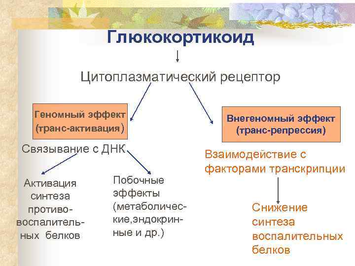 Глюкокортикоид Цитоплазматический рецептор Геномный эффект (транс-активация) Связывание с ДНК Активация синтеза противовоспалительных белков Побочные