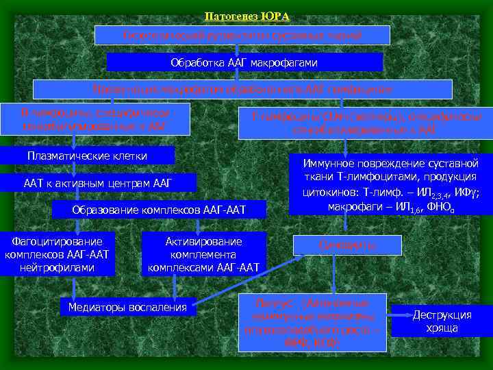 Патогенез ЮРА Гипотетический аутоантиген суставных тканей Обработка ААГ макрофагами Презентация макрофагом обработанного ААГ лимфоцитам