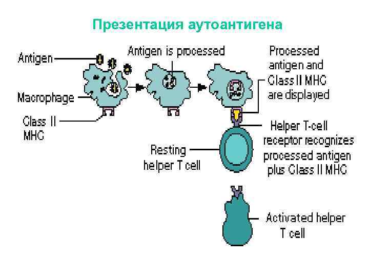 Презентация аутоантигена 