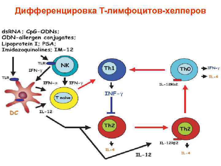 Дифференцировка лимфоцитов. Схема дифференцировки т лимфоцитов. Маркер т лимфоцитов хелперов. Схема дифференцировка т хелперов иммунология. Дифференцировка цитотоксических т лимфоцитов.