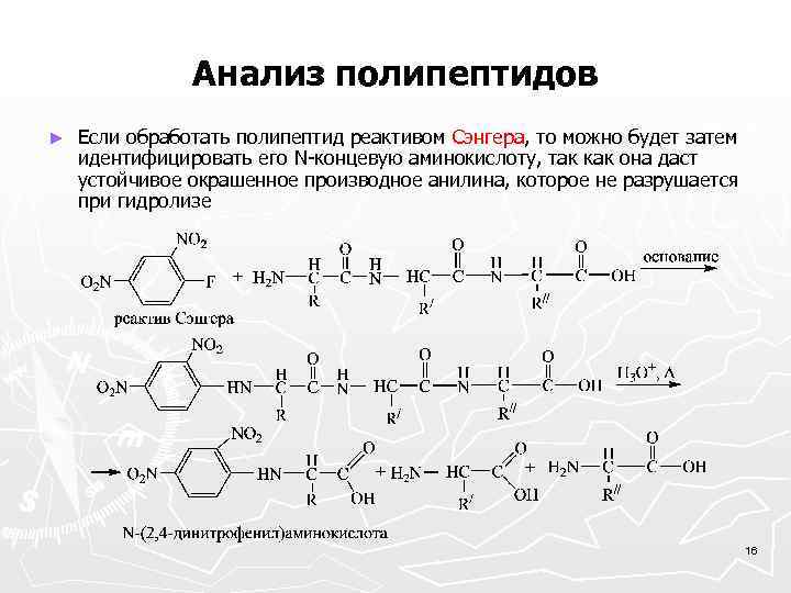 Сборка полипептидов. Полипептид. Полипептид формула.