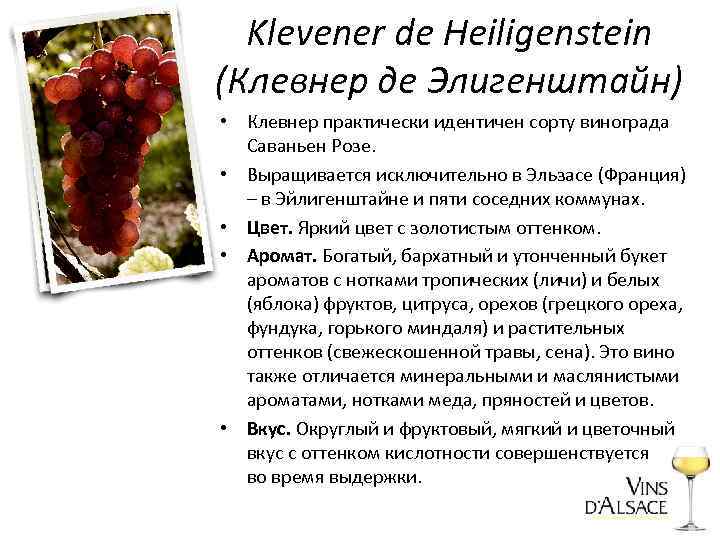 Klevener de Heiligenstein (Клевнер де Элигенштайн) • Клевнер практически идентичен сорту винограда Саваньен Розе.