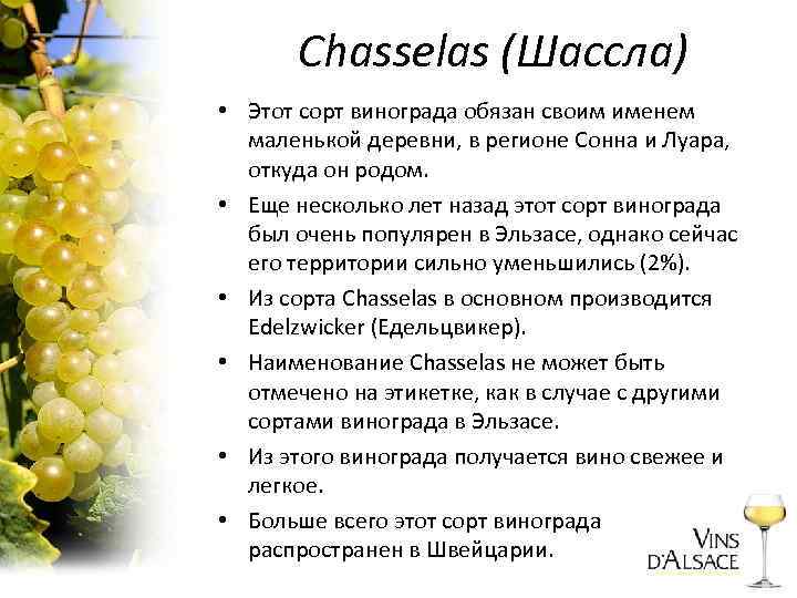 Chasselas (Шассла) • Этот сорт винограда обязан своим именем маленькой деревни, в регионе Сонна