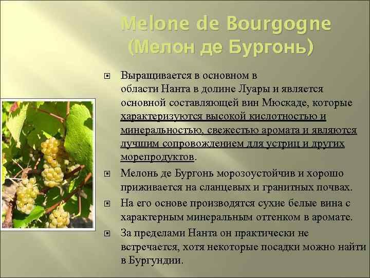 Melone de Bourgogne (Мелон де Бургонь) Выращивается в основном в области Нанта в долине