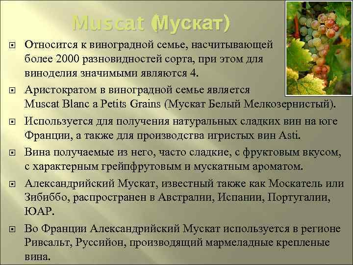 Muscat ( Мускат) Относится к виноградной семье, насчитывающей более 2000 разновидностей сорта, при этом