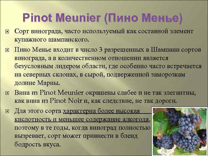 Pinot Meunier (Пино Менье) Сорт винограда, часто используемый как составной элемент купажного шампанского. Пино