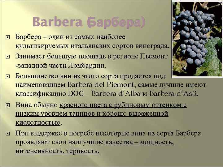 Б Barbera ( арбера) Барбера – один из самых наиболее культивируемых итальянских сортов винограда.