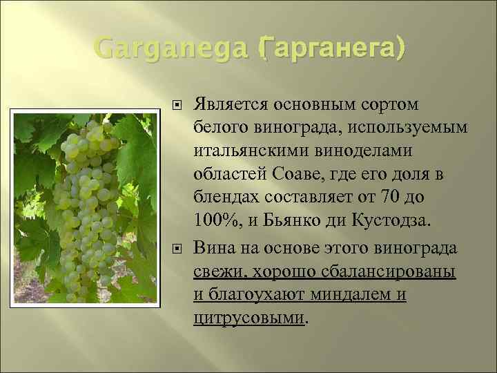 Garganega ( арганега) Гарганега Г Является основным сортом белого винограда, используемым итальянскими виноделами областей