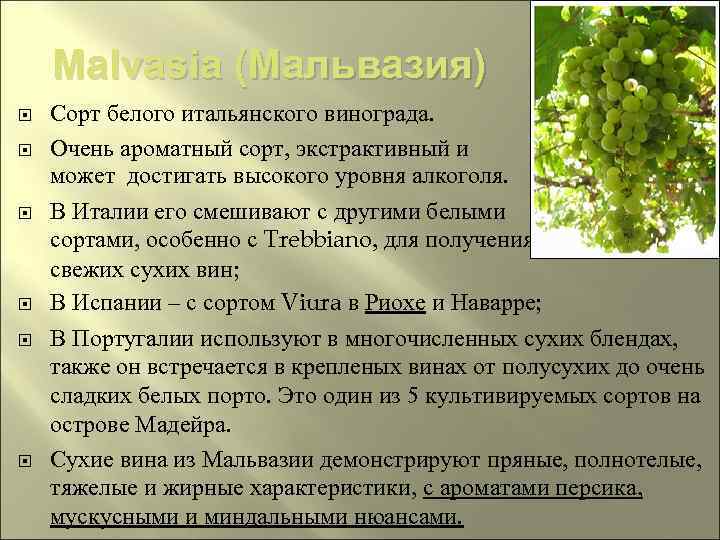 Malvasia (Мальвазия) Сорт белого итальянского винограда. Очень ароматный сорт, экстрактивный и может достигать высокого