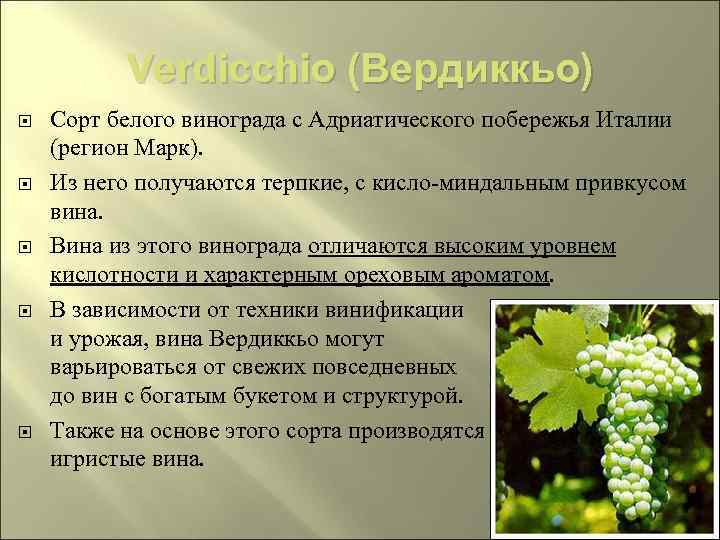 Verdicchio (Вердиккьо) Сорт белого винограда с Адриатического побережья Италии (регион Марк). Из него получаются