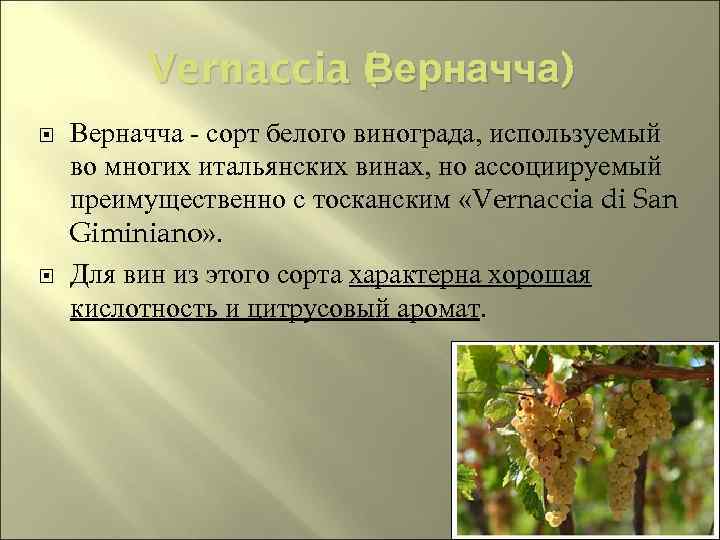 Vernaccia ( ерначча) Верначча В Верначча - сорт белого винограда, используемый во многих итальянских