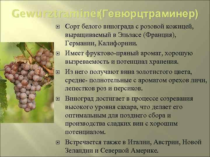 Gewurztraminer (Гевюрцтраминер) Сорт белого винограда с розовой кожицей, выращиваемый в Эльзасе (Франция), Германии, Калифорнии.