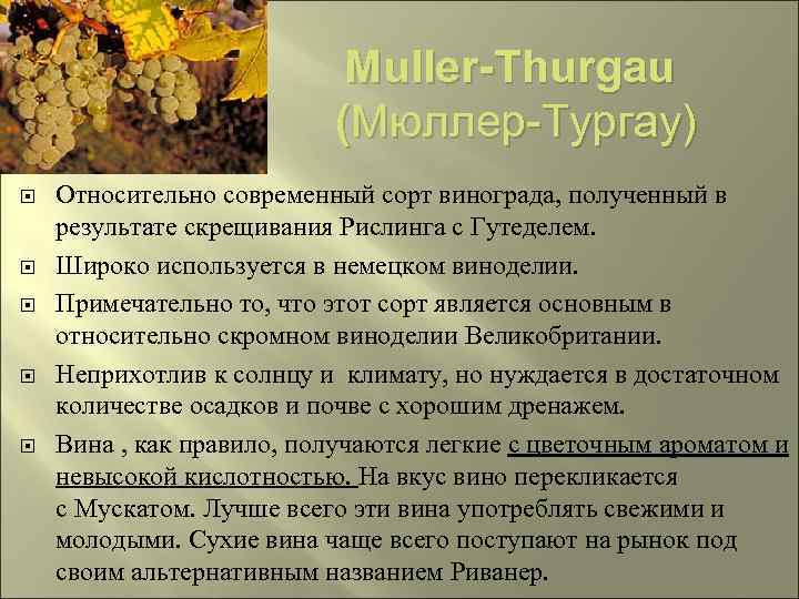 Muller-Thurgau (Мюллер-Тургау) Относительно современный сорт винограда, полученный в результате скрещивания Рислинга с Гутеделем. Широко