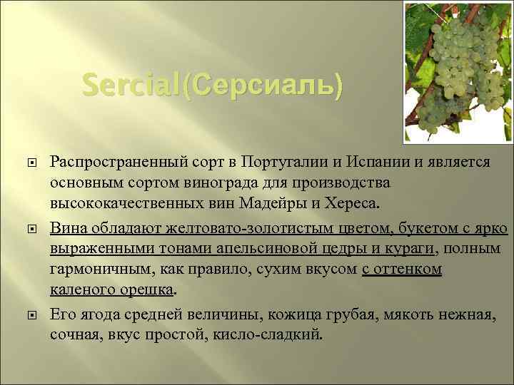 Sercial (Серсиаль) Распространенный сорт в Португалии и Испании и является основным сортом винограда для