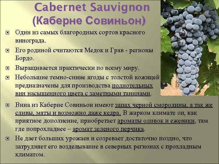 Cabernet Sauvignon (Каберне Совиньон) Один из самых благородных сортов красного винограда. Его родиной считаются