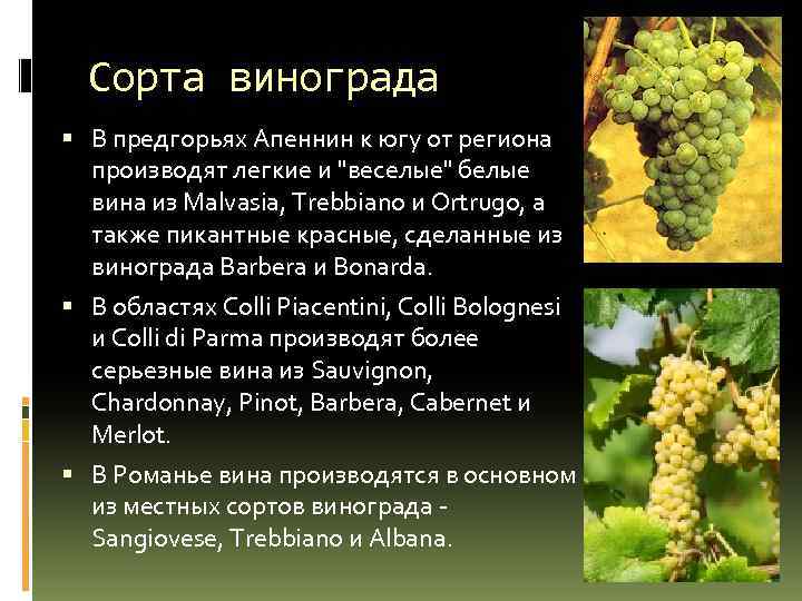 Сорта винограда В предгорьях Апеннин к югу от региона производят легкие и "веселые" белые