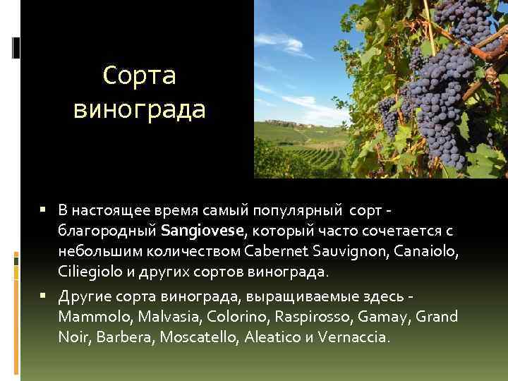 Сорта винограда В настоящее время самый популярный сорт благородный Sangiovese, который часто сочетается с