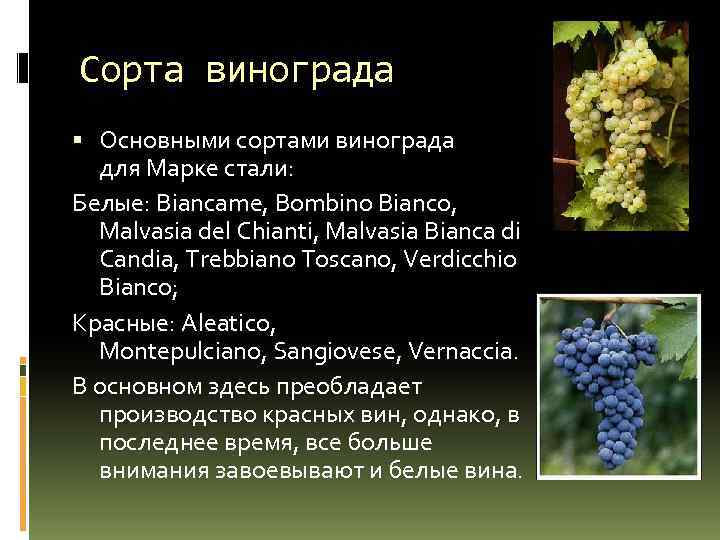 Сорта винограда Основными сортами винограда для Марке стали: Белые: Biancame, Bombino Bianco, Malvasia del