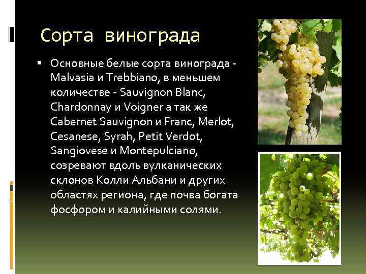 Сорта винограда Основные белые сорта винограда Malvasia и Trebbiano, в меньшем количестве Sauvignon Blanc,