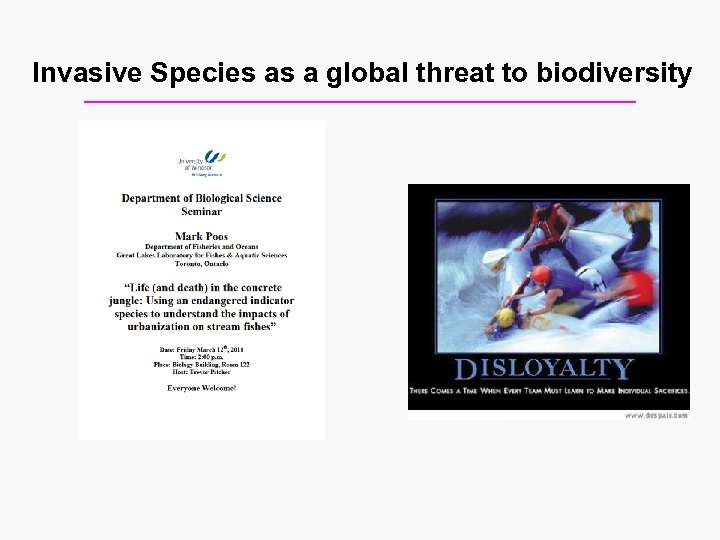 Invasive Species as a global threat to biodiversity 