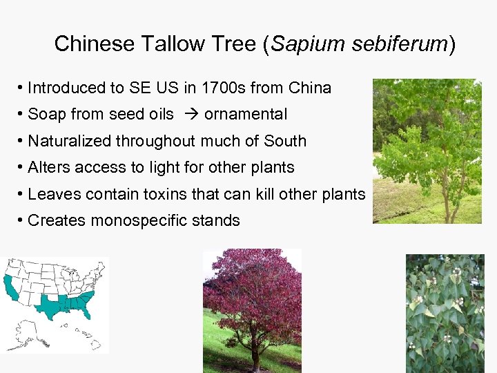 Chinese Tallow Tree (Sapium sebiferum) • Introduced to SE US in 1700 s from