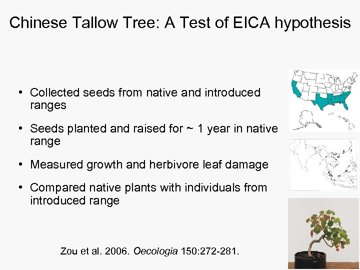 Chinese Tallow Tree: A Test of EICA hypothesis • Collected seeds from native and