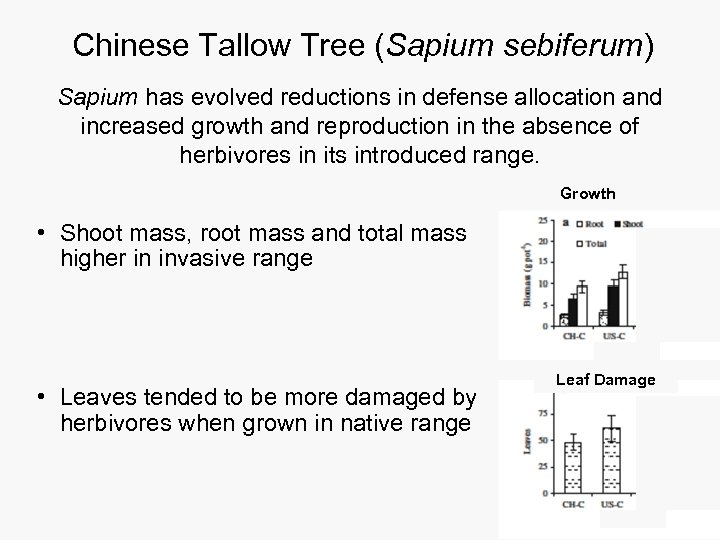 Chinese Tallow Tree (Sapium sebiferum) Sapium has evolved reductions in defense allocation and increased