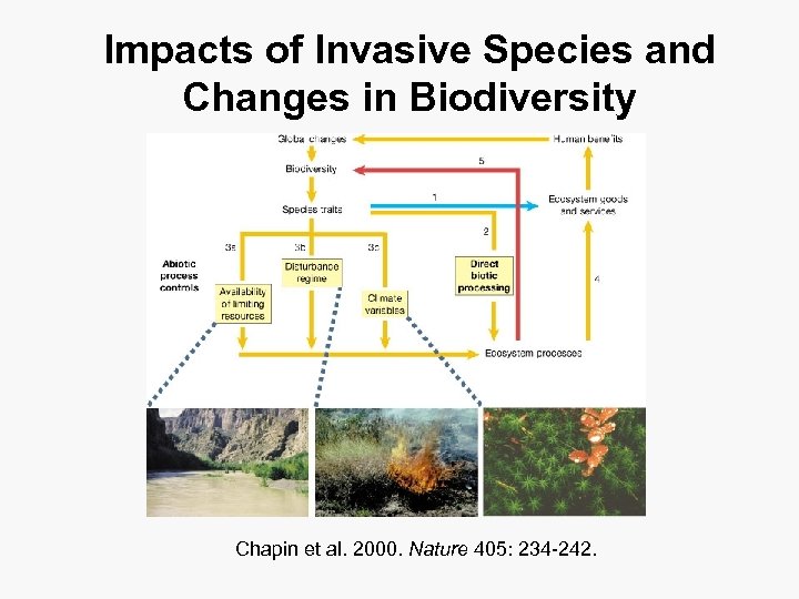Impacts of Invasive Species and Changes in Biodiversity Chapin et al. 2000. Nature 405: