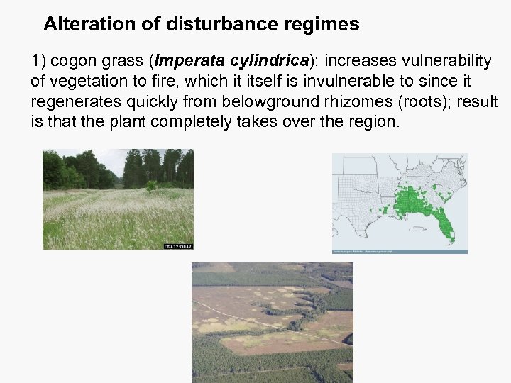 Alteration of disturbance regimes 1) cogon grass (Imperata cylindrica): increases vulnerability of vegetation to