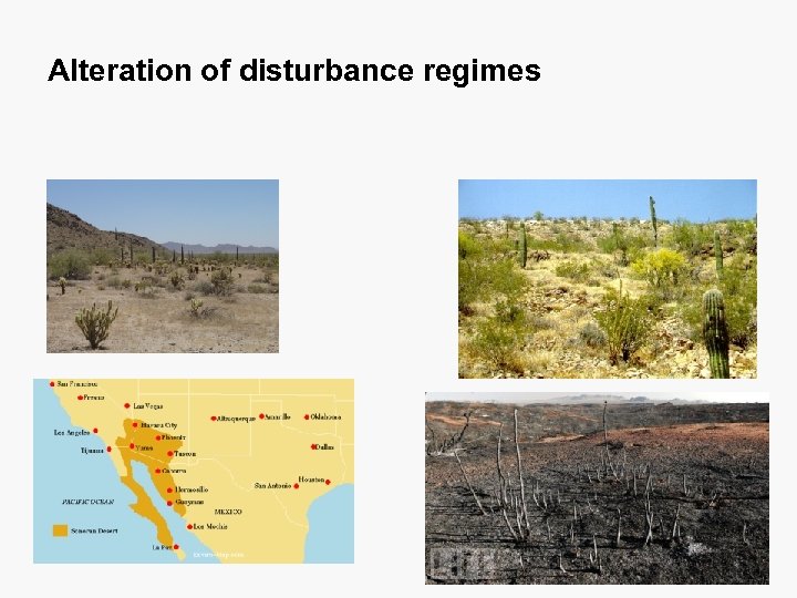 Alteration of disturbance regimes 