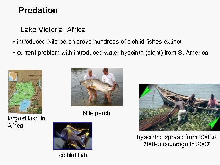 Predation Lake Victoria, Africa • introduced Nile perch drove hundreds of cichlid fishes extinct