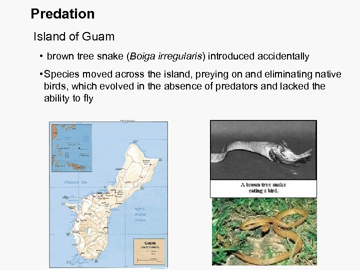 Predation Island of Guam • brown tree snake (Boiga irregularis) introduced accidentally • Species