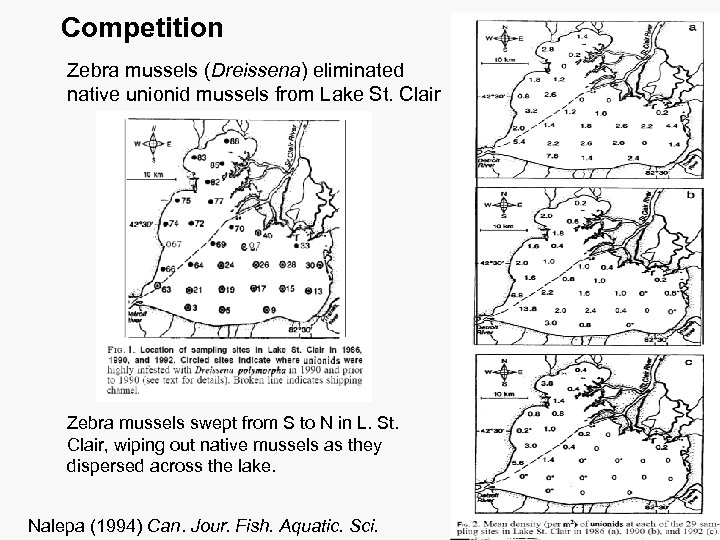 Competition Zebra mussels (Dreissena) eliminated native unionid mussels from Lake St. Clair Zebra mussels