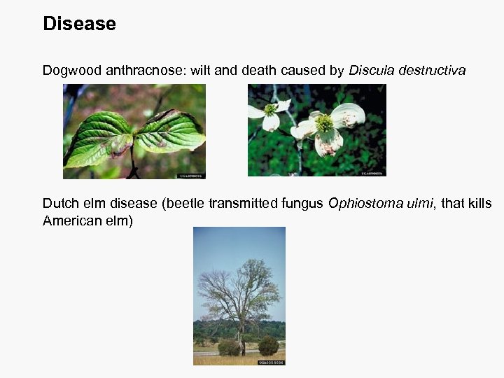 Disease Dogwood anthracnose: wilt and death caused by Discula destructiva Dutch elm disease (beetle