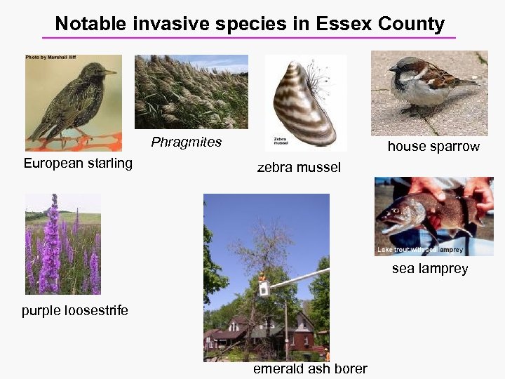 Notable invasive species in Essex County Phragmites European starling house sparrow zebra mussel sea