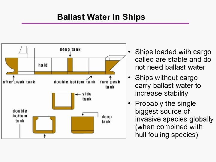 Ballast Water in Ships • Ships loaded with cargo called are stable and do