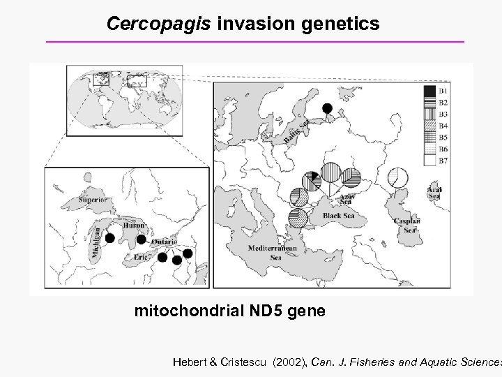 Cercopagis invasion genetics mitochondrial ND 5 gene Hebert & Cristescu (2002), Can. J. Fisheries
