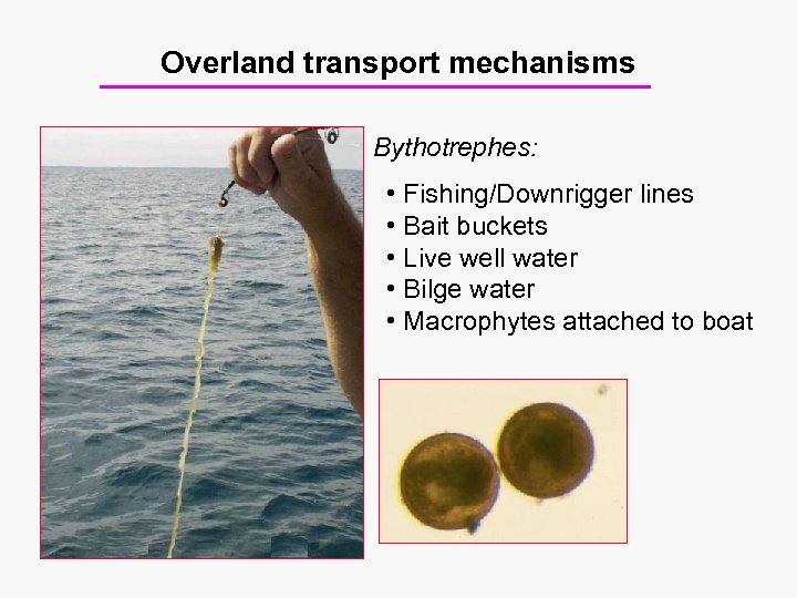 Overland transport mechanisms Bythotrephes: • Fishing/Downrigger lines • Bait buckets • Live well water