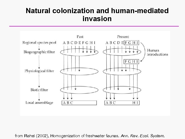 Natural colonization and human-mediated invasion from Rahel (2002), Homogenization of freshwater faunas. Ann. Rev.