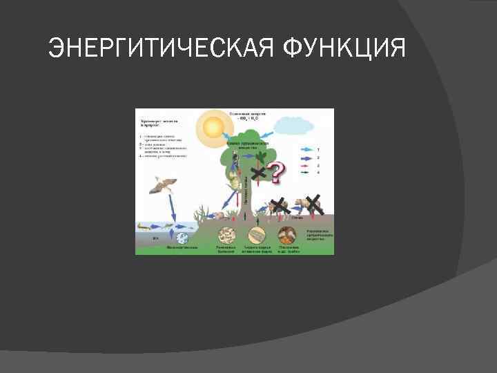 ЭНЕРГИТИЧЕСКАЯ ФУНКЦИЯ 