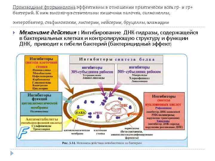Производные фторхинолона эффективны в отношении практически всех гр- и гр+ бактерий. К ним высокочувствительны